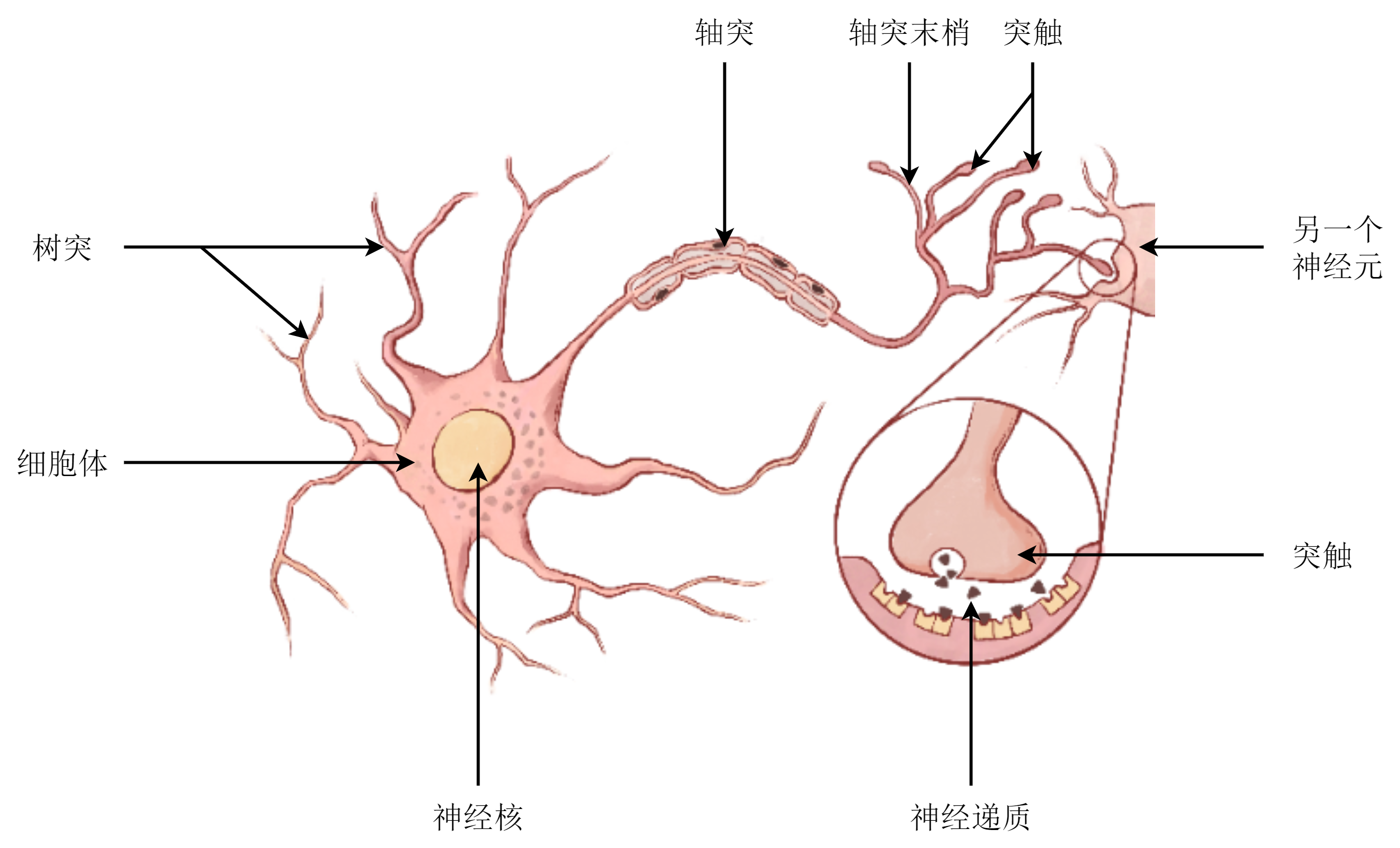 neuron